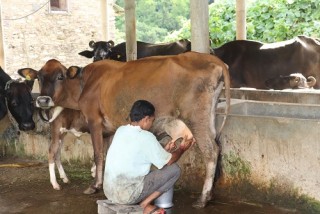 दुधमा अनुदानको लागि गल्याङका किसानलाई ४७ लाख  वितरण