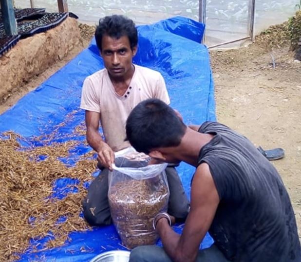 पैयुँ ५ का युवाहरु च्याउ खेतिमा आकर्षित 