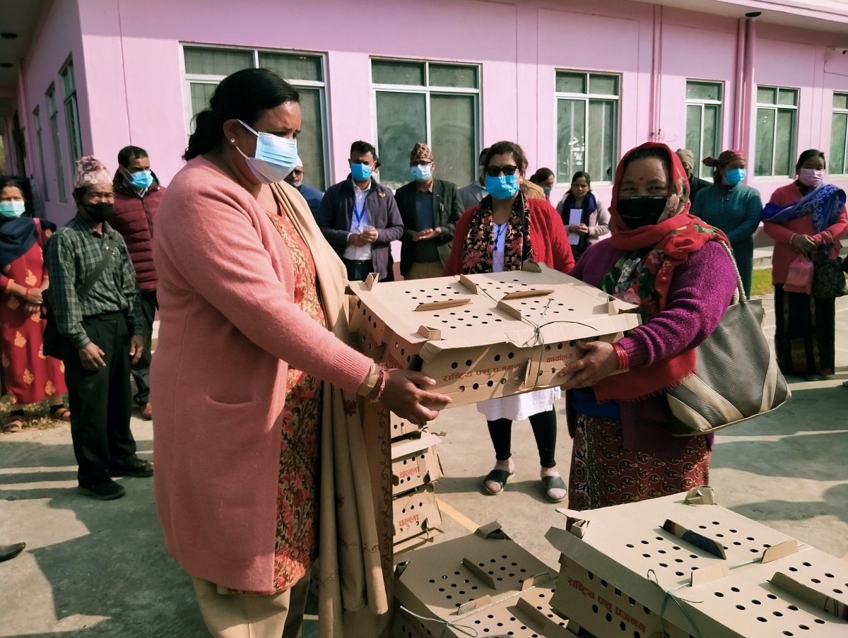 वालिङ नगरपालिकाद्वारा होमस्टेलाई कुखुराका चल्ला वितरण
