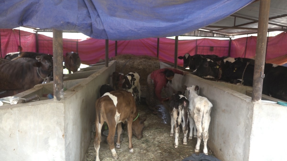 Haar.png
