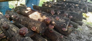 कृषिमा युवाको आर्कषण, होटेल व्यवसाय छाडेर च्याउखेतिमा