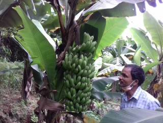 कोरोना कहरले कृषि उद्यमी बनेका वालिङका टुकप्रसाद