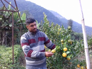स्याङ्जाका युवा जागिर छाडेर कृषि पेशामा