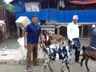 स्याङ्जामा व्यापारसंगै बाख्रापालन