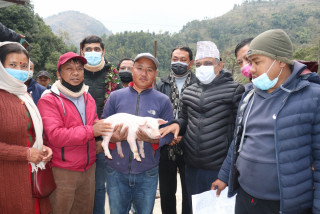 गल्याङमा १७ सय बंगुरका पाठापाठी वितरण, किसानहरु उत्साही