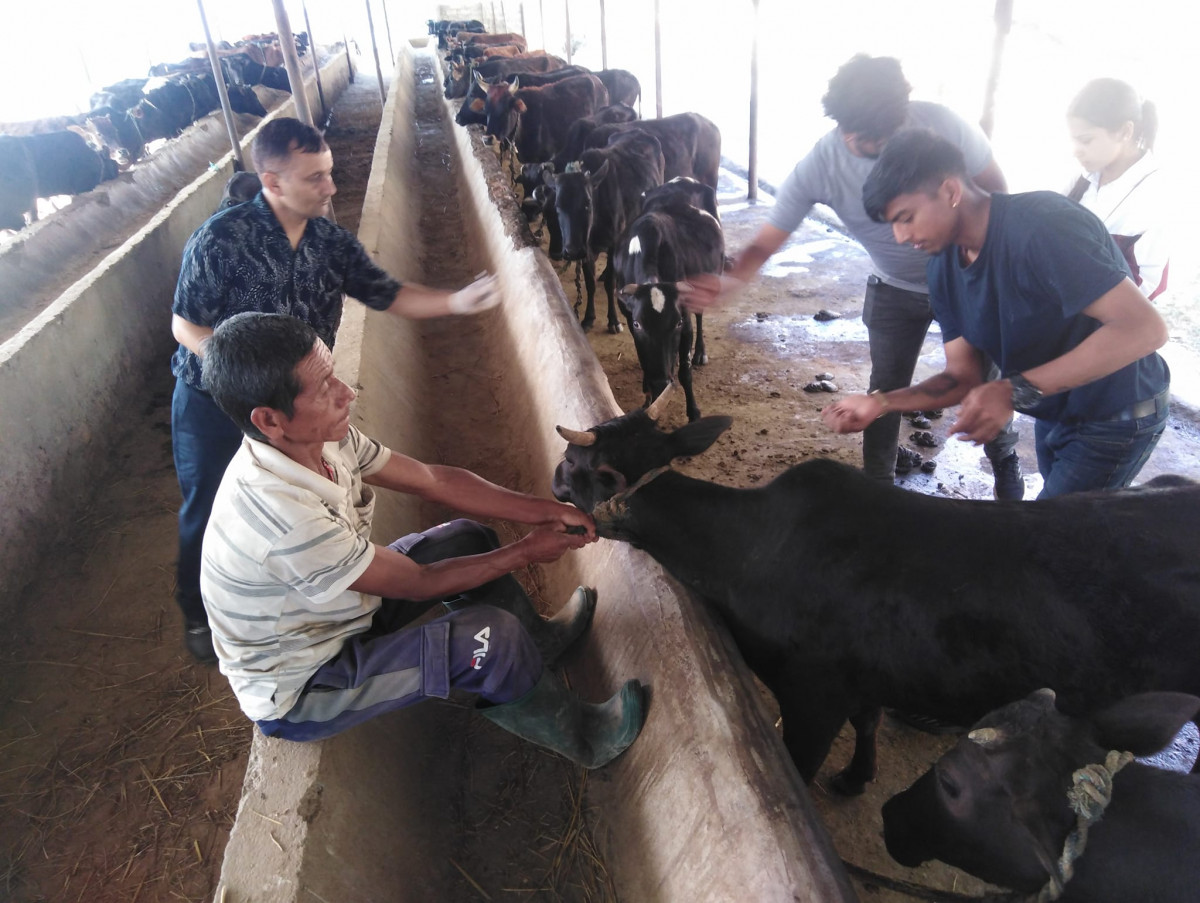 वालिङमा लम्पी स्किन देखियो, पशु शाखाले भ्याक्सिन लगाउन थाल्यो