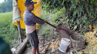चुक अमिलोबाट झण्डै डेढ लाखको आम्दानी, निवुवालाई पेशा अपनाउँने प्रयास