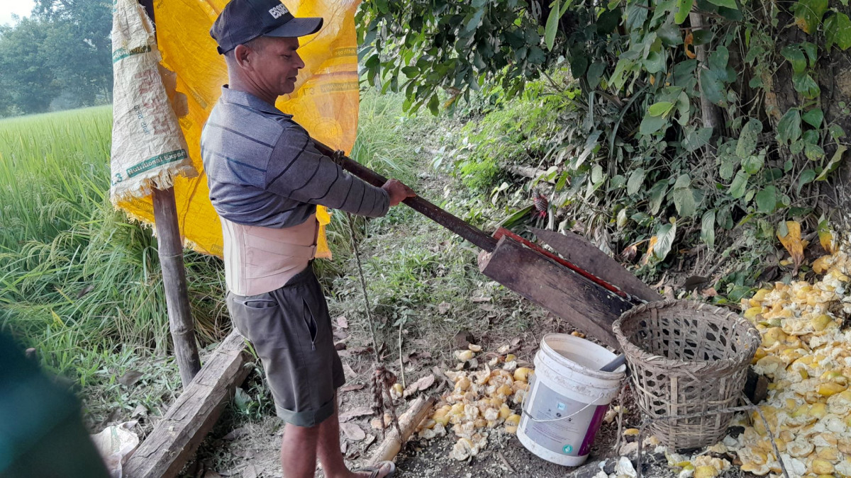 चुक अमिलोबाट झण्डै डेढ लाखको आम्दानी, निवुवालाई पेशा अपनाउँने प्रयास