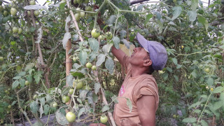 चिलाउनेबासका पौरखी भेषराज (हरि)