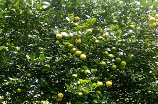 स्याङ्जामा उत्पादन भएको कागतीले बजार नपाउँदा कृषक चिन्तित