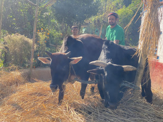 दाँइ गर्दै पर्वतका किसान