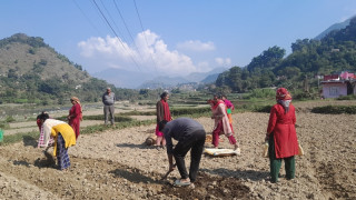 पाठखोलाका किसान सामुहिक आलुखेतिमा