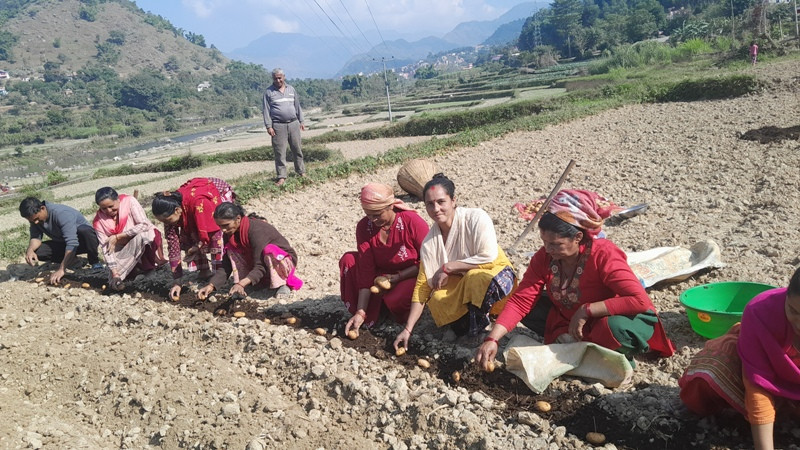पाठखोलाका किसान सामुहिक आलुखेतिमा