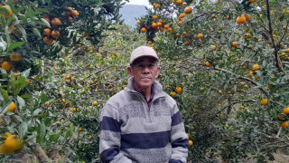 सुन्तलाबाट लाखौंको कमाईं, गाउँमै रमाई