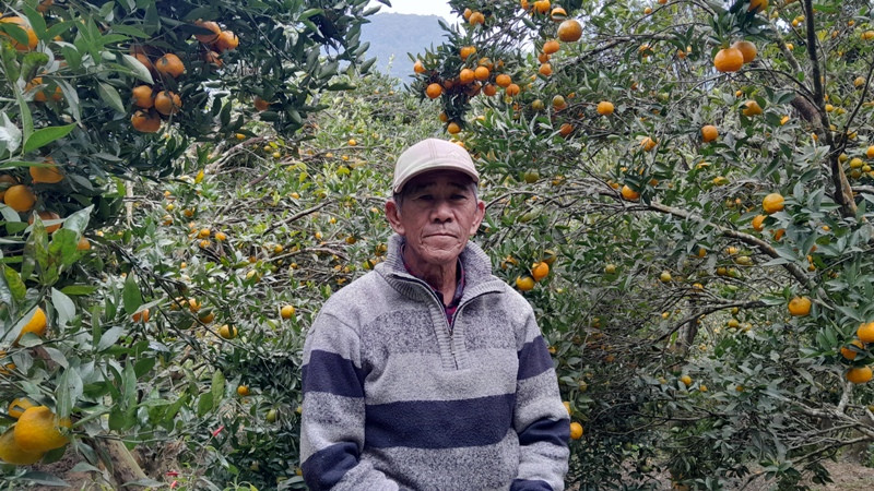 सुन्तलाबाट लाखौंको कमाईं, गाउँमै रमाई