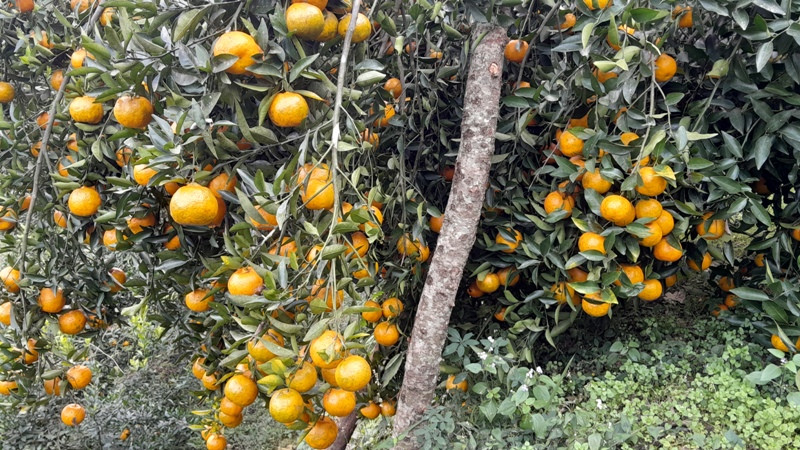 बुवाको अर्तिबुद्धिमा लागेर गाउँमै रमाएको छु......