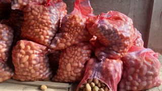 चापाकोटमा आलु फल्यो, किसानहरु उत्साही