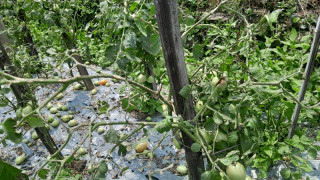हावाहुरी र असिना पानी, तरकारी बालीमा लाखौंको नोक्सानी