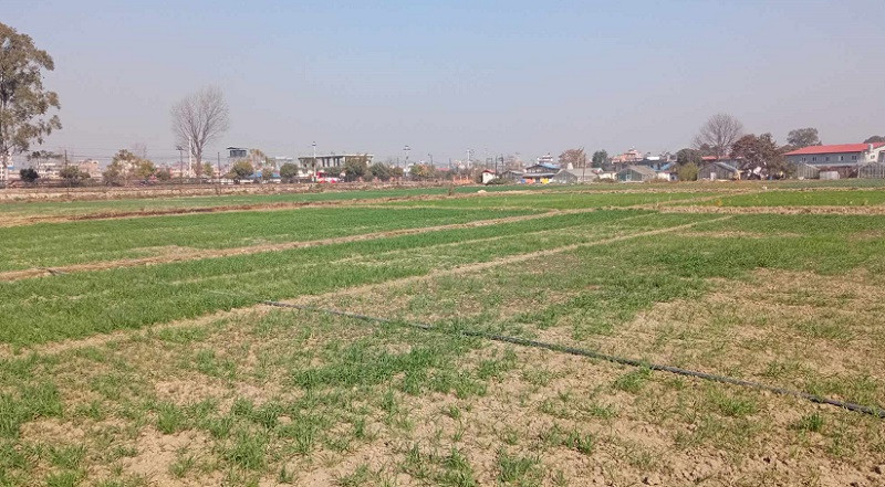 जग्गा कित्ताकाट खुल्यो