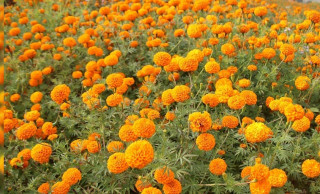 रामपुरमा प्लाष्टिकका फूलमाला विक्री वितरणमा निषेध