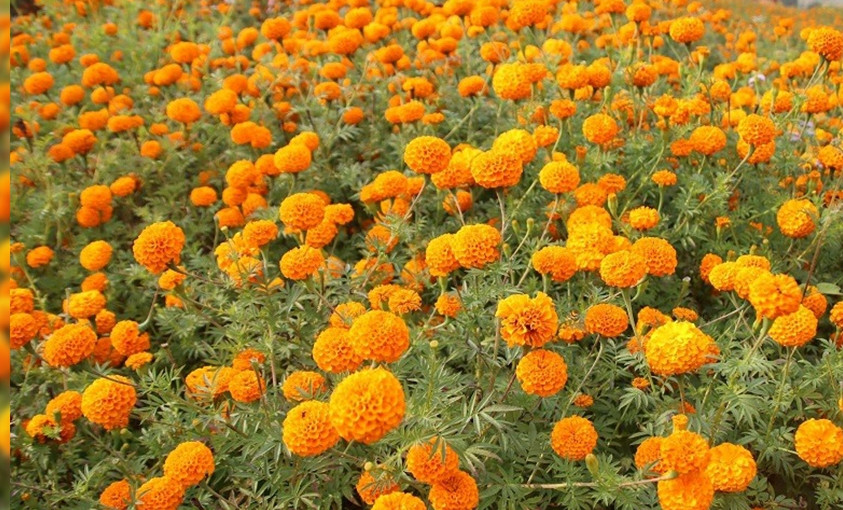 रामपुरमा प्लाष्टिकका फूलमाला विक्री वितरणमा निषेध