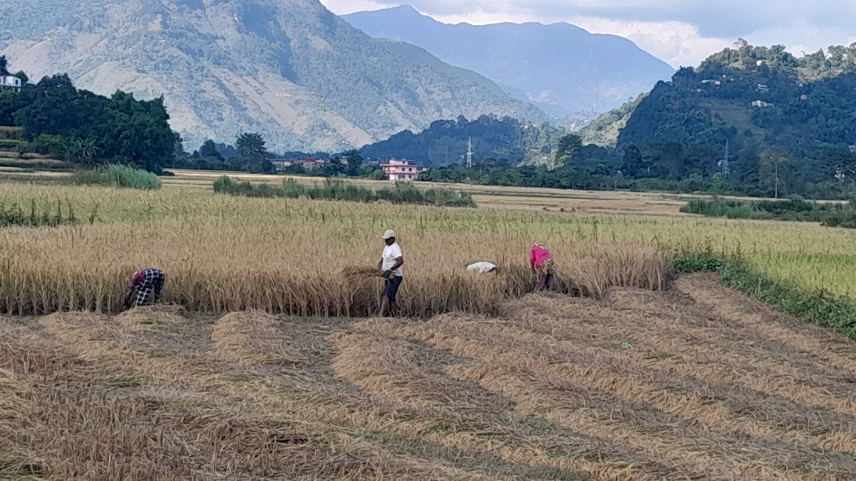 खेतमा धान पाकेर झुले, उत्पादनमा वृद्धि आउने कृषि ज्ञानकेन्द्रको अनुमान 