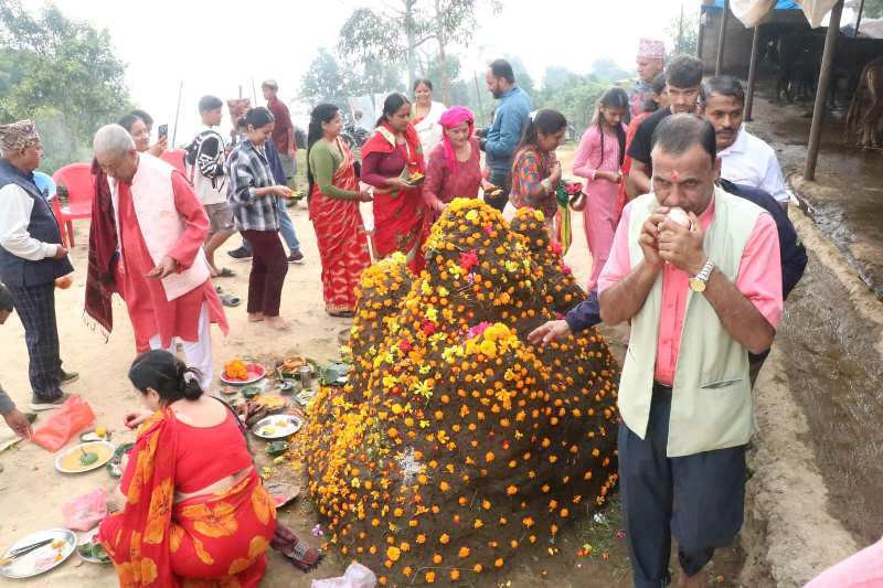 वालिङमा सामुहिक गौपूजा, मानव सभ्यतासँग जोडिएकाले गाईको सेवा सधै गर्नुपर्ने