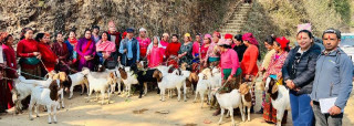 महिलालाई उत्पादनमा जोड्न पाठापाठी वितरण  