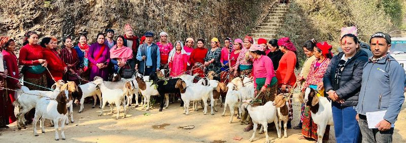 महिलालाई उत्पादनमा जोड्न पाठापाठी वितरण  