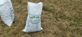 मकै, अदुवा,बेसार र आलु,निर्यात गर्दै गाउँवेशी कृषक समूह