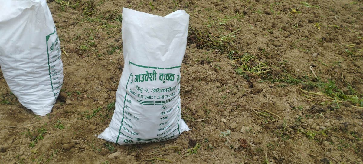 मकै, अदुवा,बेसार र आलु,निर्यात गर्दै गाउँवेशी कृषक समूह