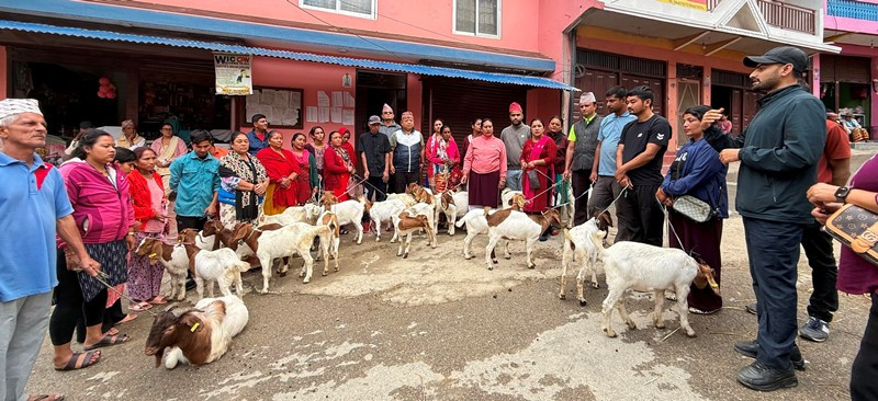 goat waling syangja-1.jpeg