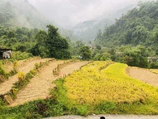 निरन्तर वर्षाले किसान चिन्तित