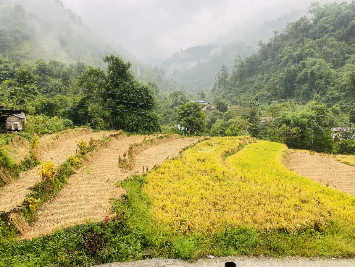 निरन्तर वर्षाले किसान चिन्तित