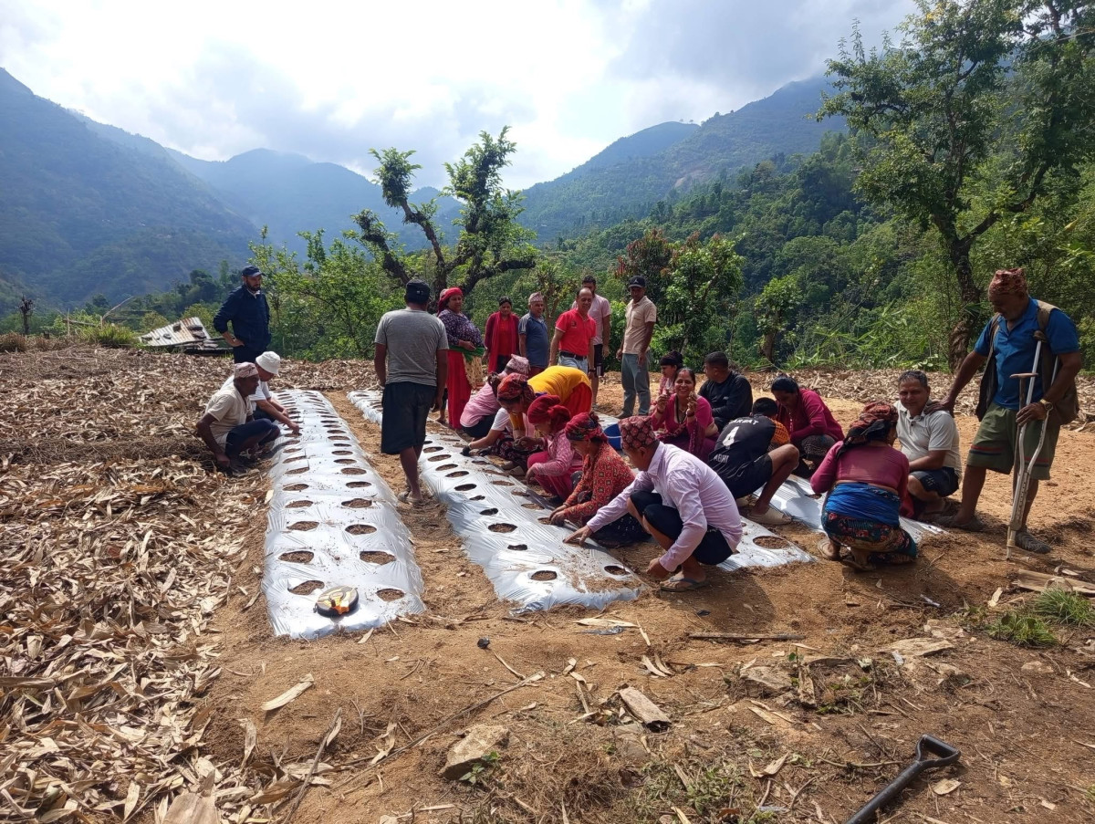 नयाँ प्रविधिबाट अदुवा र खुर्सानी खेती गर्दै पैयूँका कृषक