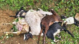 गल्याङ–५ रूपाखानीमा बाघको आक्रमण, १० वटा बाख्रा मारिए